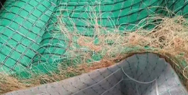 抗沖生物毯中的草籽如何選擇？
